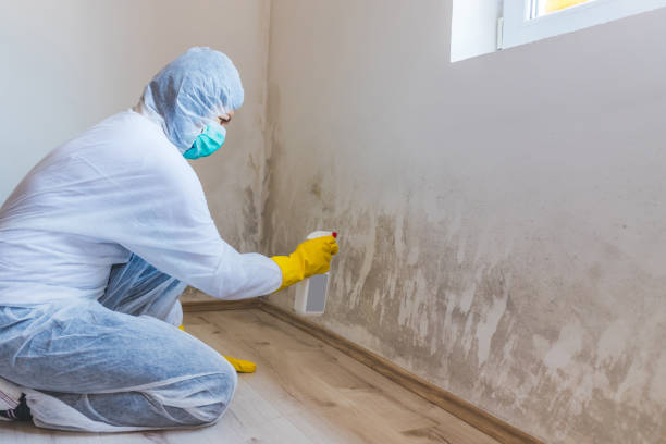 Licensed Crawl Space Mold Remediation service in San Antonio, FL - Car Mold Remediation